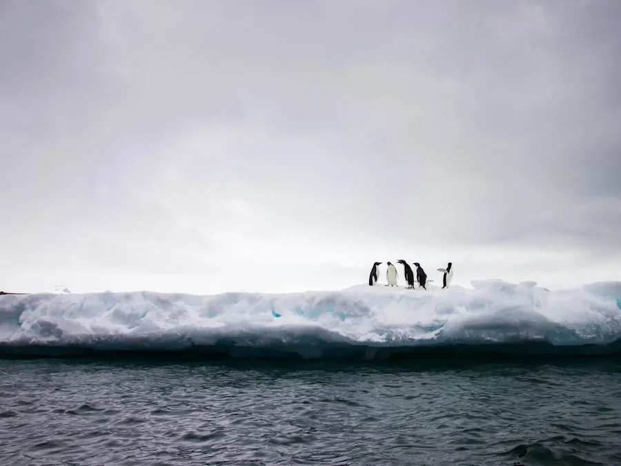 Penguins on the ice in Antarctica